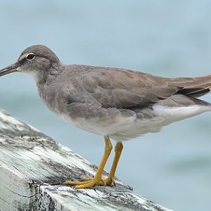 Grey-tailed tattler -- Cook Islands