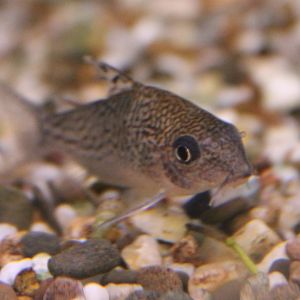 Corydoras leucomelas