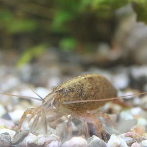 Atyopsis moluccensis