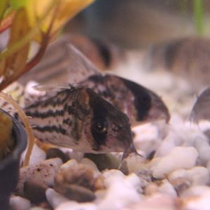 Corydoras melanistius