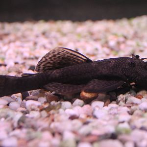 Ancistrus species ID