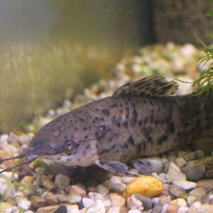 Megalechis species ID