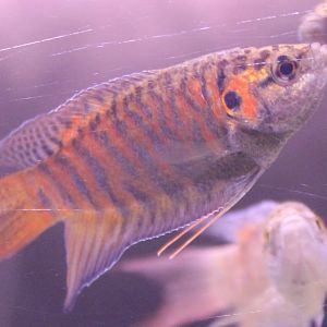 Macropodus opercularis