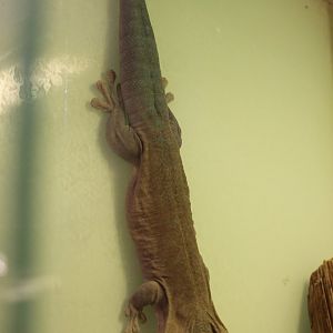 Phelsuma standingi
