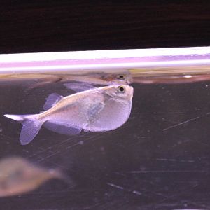 Hatchetfish ID