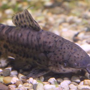 Megalechis species ID