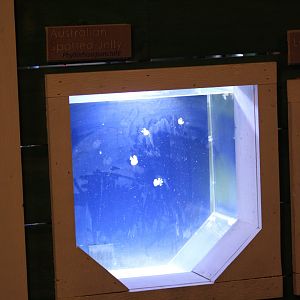 Jellyfish Nursery Tanks