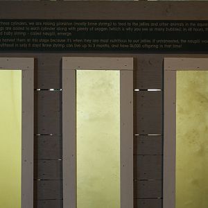 Brine Shrimp Breeding Pods