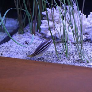 Juvenile Striped Parrotfish