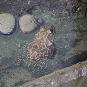 American Bullfrog