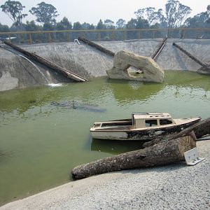 Above view of Shark Pool