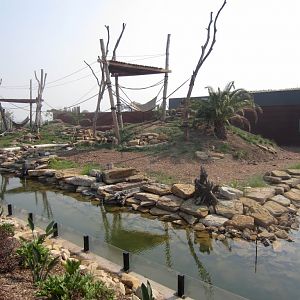 Hamadryas (Sacred) Baboon exhibit