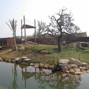 Brown Capuchin exhibit