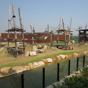 Chimpanzee Enclosure