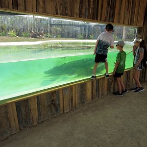 Saltwater Crocodile exhibit
