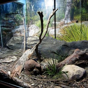 Diamond Python exhibit