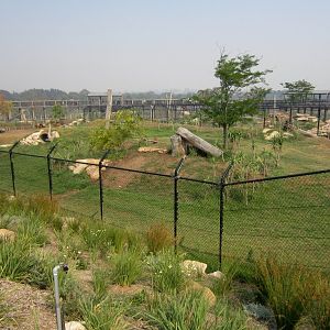 African Wild Dog exhibit