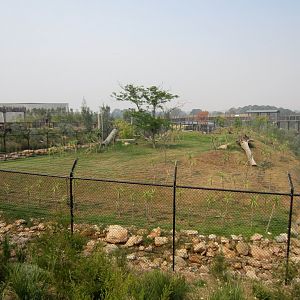 African Wild Dog exhibit