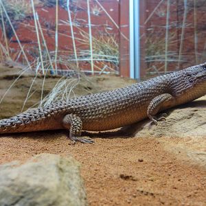Gidgee Skink