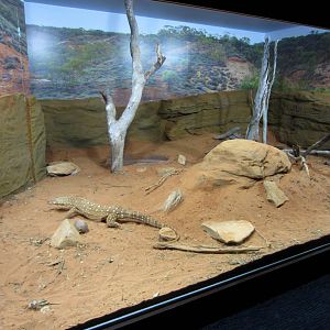 Perentie Exhibit