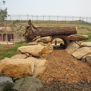 Swamp Wallabies sheltering from the heat