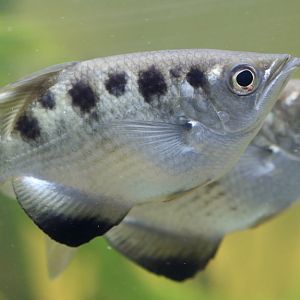 Archerfish