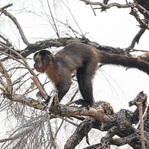 Brown Capuchin