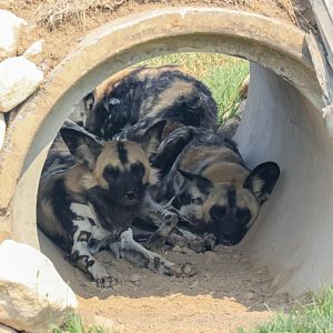African Wild Dog
