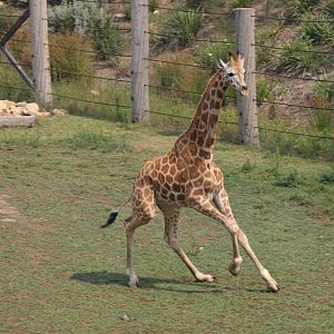 Giraffe exercising