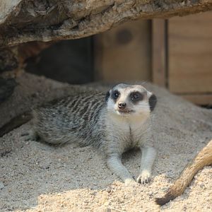 Meerkat