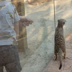 Meerkat