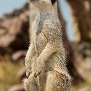 Meerkat