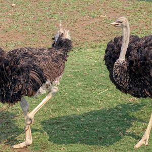 Ostriches