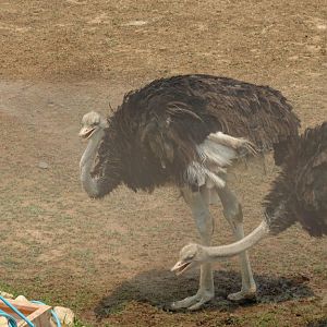 Ostriches getting misted