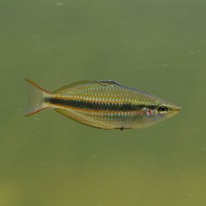 Banded Rainbowfish
