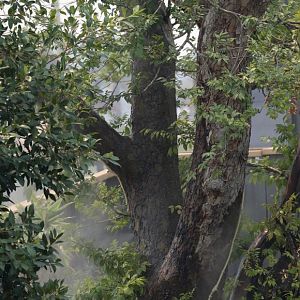 Red Pandas getting misted
