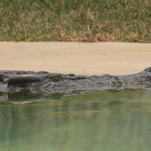 Saltwater Crocodile
