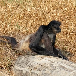 Black-handed Spider Monkeys