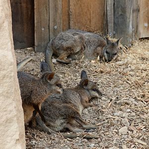 Tammar Wallabies