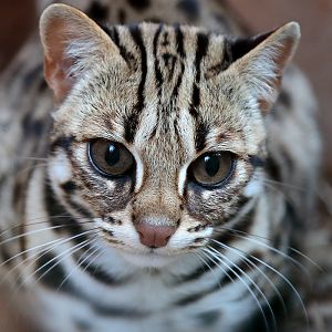 Leopard Cat