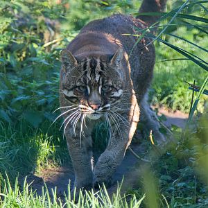 Tibetan Golden Cat