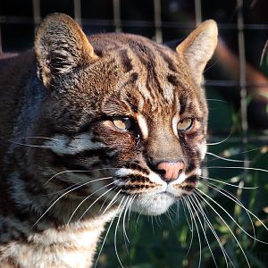 Tibetan Golden Cat