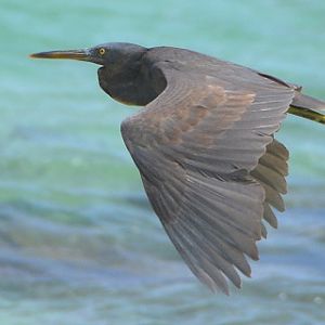 Pacific reef heron -- Cook Islands