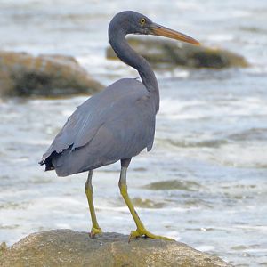 Pacific reef heron -- Cook Islands