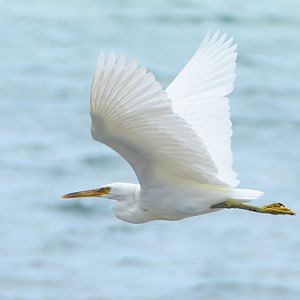 Egret -- Cook Islands