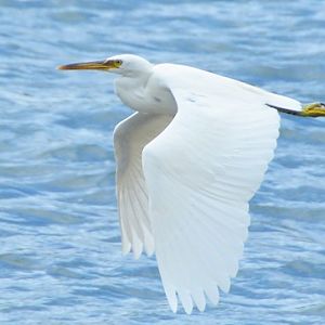 Egret -- Cook Islands