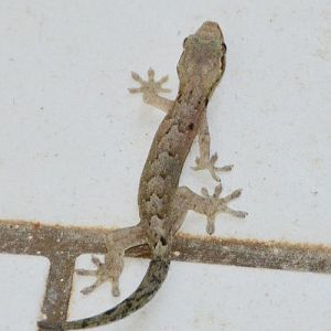 House gecko -- Cook Islands