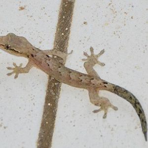 House gecko -- Cook Islands