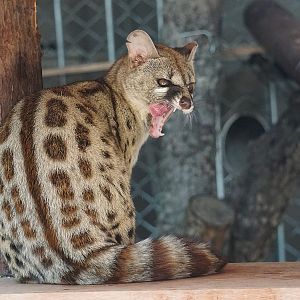 Rusty-spotted genet (Genetta maculata)