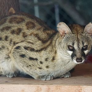 Rusty-spotted genet (Genetta maculata)